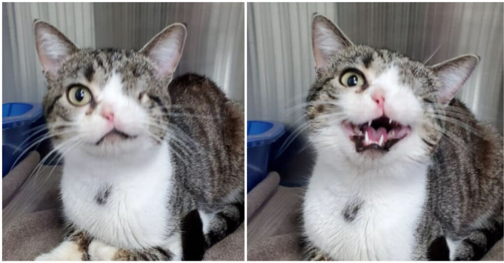 A Heartwarming Tale of a One-Eyed Shelter Cat Finding Love and a Forever Family on the Web